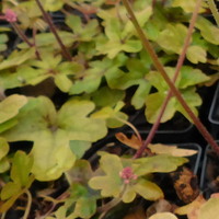 Tiarella 'Spring Symphony'